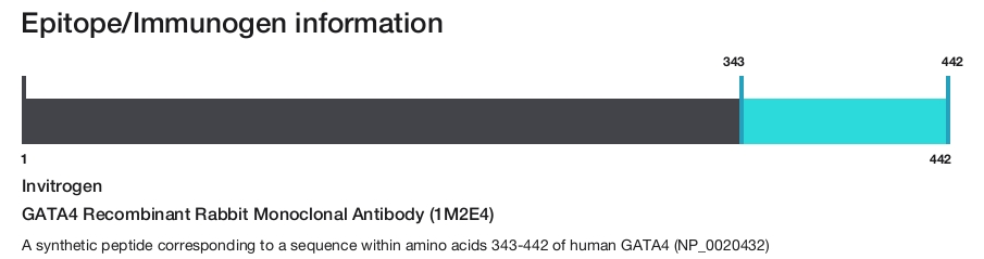 GATA4 Recombinant Rabbit Monoclonal Antibody (1M2E4)