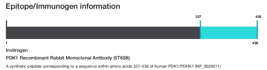PDK1 Recombinant Rabbit Monoclonal Antibody (5T6S8)