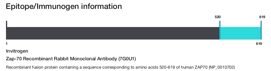 Zap-70 Recombinant Rabbit Monoclonal Antibody (7G0U1)