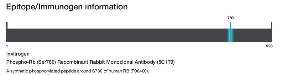 Phospho-Rb (Ser780) Recombinant Rabbit Monoclonal Antibody (5C1T9)