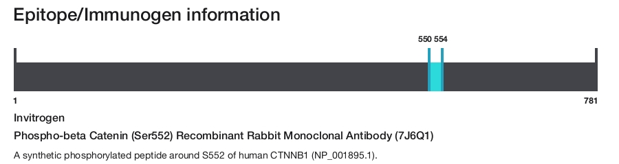 Phospho-beta Catenin (Ser552) Recombinant Rabbit Monoclonal Antibody (7J6Q1)