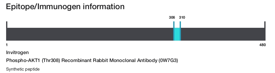 Phospho-AKT1 (Thr308) Recombinant Rabbit Monoclonal Antibody (0W7G3)