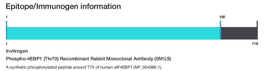 Phospho-4EBP1 (Thr70) Recombinant Rabbit Monoclonal Antibody (5N1L9)