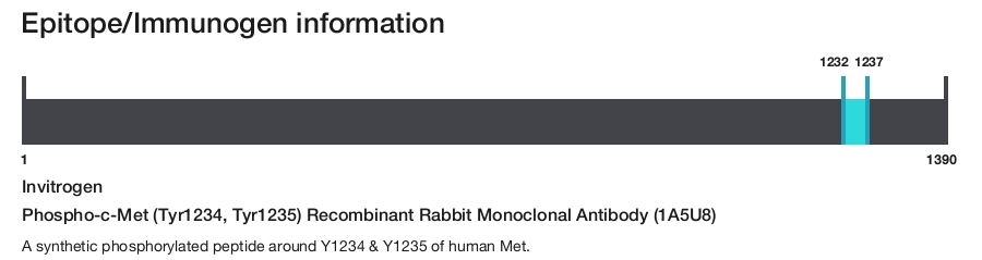 Phospho-c-Met (Tyr1234, Tyr1235) Recombinant Rabbit Monoclonal Antibody (1A5U8)