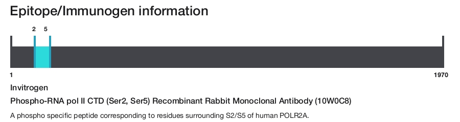 Phospho-RNA pol II CTD (Ser2, Ser5) Recombinant Rabbit Monoclonal Antibody (10W0C8)