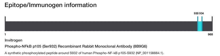 Phospho-NFkB p105 (Ser932) Recombinant Rabbit Monoclonal Antibody (8B9G6)