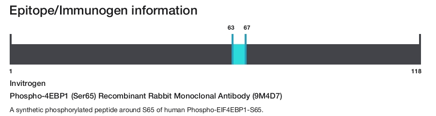 Phospho-4EBP1 (Ser65) Recombinant Rabbit Monoclonal Antibody (9M4D7)