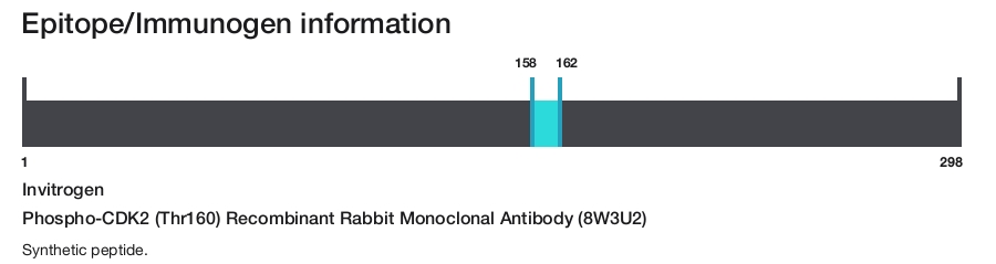 Phospho-CDK2 (Thr160) Recombinant Rabbit Monoclonal Antibody (8W3U2)