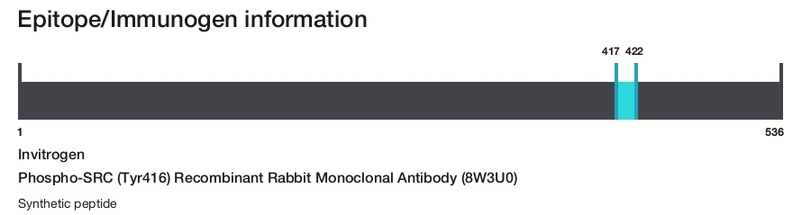 Phospho-SRC (Tyr416) Recombinant Rabbit Monoclonal Antibody (8W3U0)
