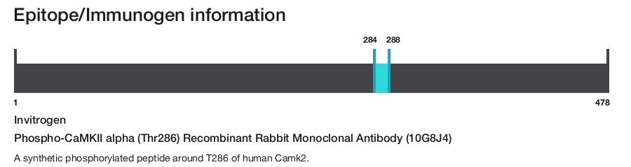 Phospho-CaMKII alpha (Thr286) Recombinant Rabbit Monoclonal Antibody (10G8J4)