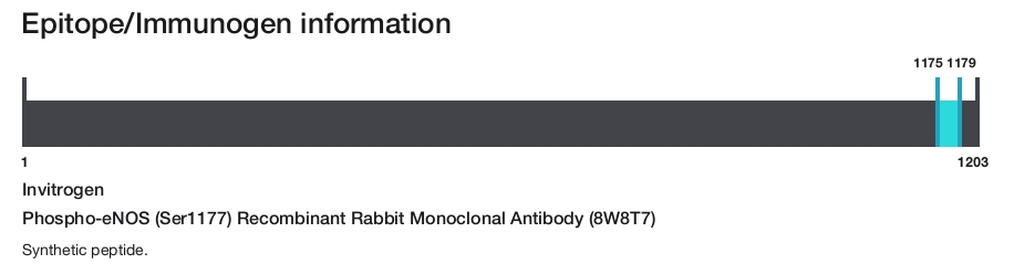Phospho-eNOS (Ser1177) Recombinant Rabbit Monoclonal Antibody (8W8T7)