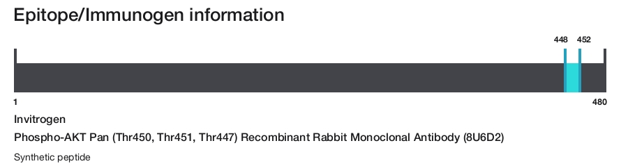 Phospho-AKT Pan (Thr450, Thr451, Thr447) Recombinant Rabbit Monoclonal Antibody (8U6D2)