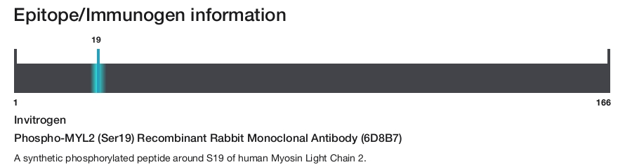 Phospho-MYL2 (Ser19) Recombinant Rabbit Monoclonal Antibody (6D8B7)