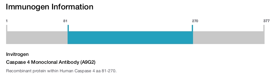Caspase 4 Monoclonal Antibody (A9G2)