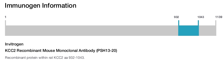 KCC2 Recombinant Mouse Monoclonal Antibody (PSH13-20)