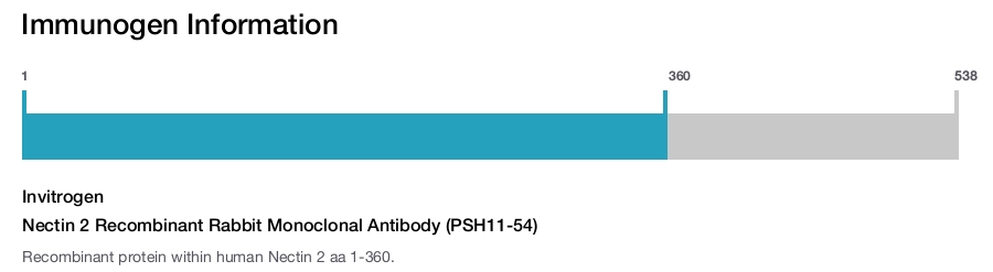 Nectin 2 Recombinant Rabbit Monoclonal Antibody (PSH11-54)