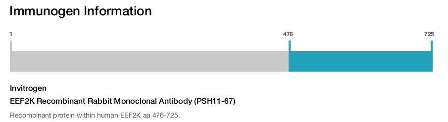 EEF2K Recombinant Rabbit Monoclonal Antibody (PSH11-67)