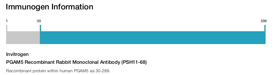 PGAM5 Recombinant Rabbit Monoclonal Antibody (PSH11-68)