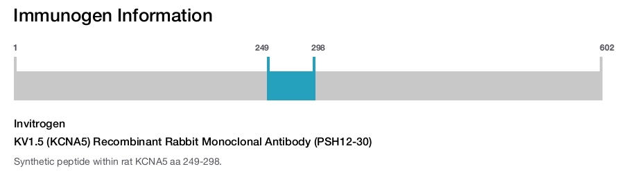 KV1.5 (KCNA5) Recombinant Rabbit Monoclonal Antibody (PSH12-30)