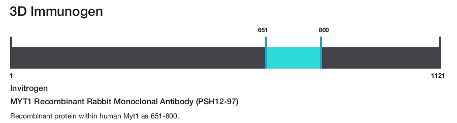 MYT1 Recombinant Rabbit Monoclonal Antibody (PSH12-97)