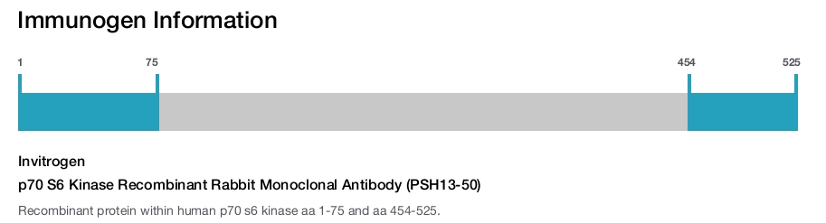 p70 S6 Kinase Recombinant Rabbit Monoclonal Antibody (PSH13-50)
