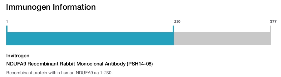 NDUFA9 Recombinant Rabbit Monoclonal Antibody (PSH14-08)