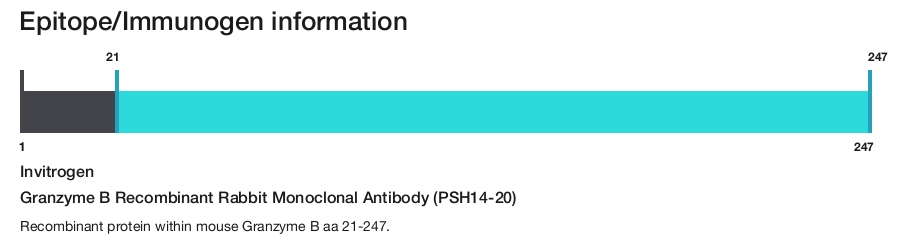 Granzyme B Recombinant Rabbit Monoclonal Antibody (PSH14-20)