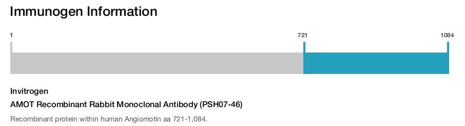 AMOT Recombinant Rabbit Monoclonal Antibody (PSH07-46)