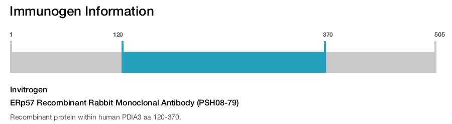 ERp57 Recombinant Rabbit Monoclonal Antibody (PSH08-79)