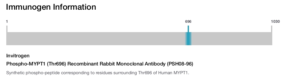 Phospho-MYPT1 (Thr696) Recombinant Rabbit Monoclonal Antibody (PSH08-96)