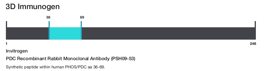 PDC Recombinant Rabbit Monoclonal Antibody (PSH09-53)