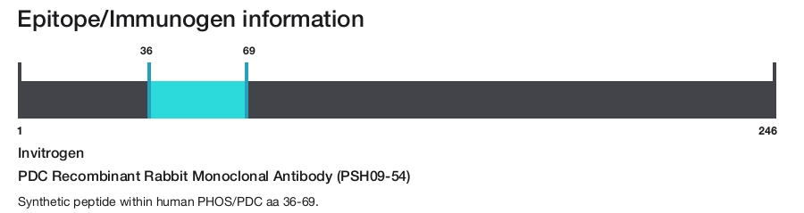 PDC Recombinant Rabbit Monoclonal Antibody (PSH09-54)