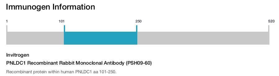 PNLDC1 Recombinant Rabbit Monoclonal Antibody (PSH09-60)