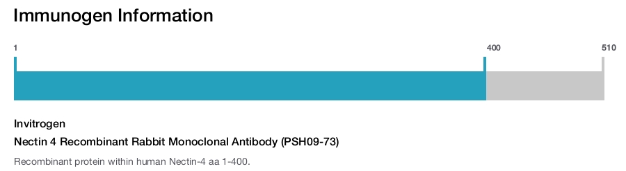 Nectin 4 Recombinant Rabbit Monoclonal Antibody (PSH09-73)