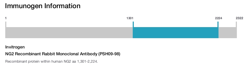 NG2 Recombinant Rabbit Monoclonal Antibody (PSH09-98)