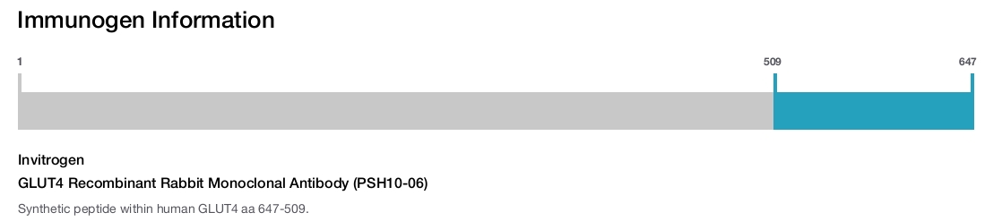 GLUT4 Recombinant Rabbit Monoclonal Antibody (PSH10-06)