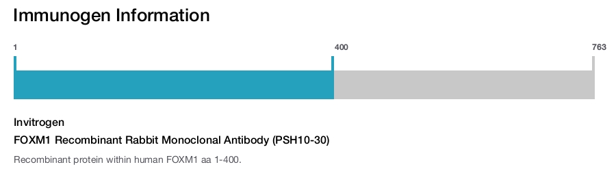 FOXM1 Recombinant Rabbit Monoclonal Antibody (PSH10-30)