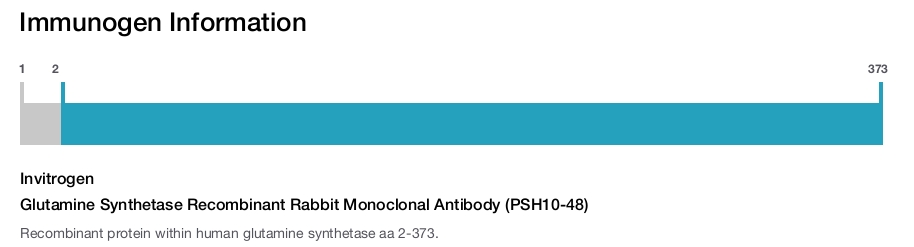 Glutamine Synthetase Recombinant Rabbit Monoclonal Antibody (PSH10-48)