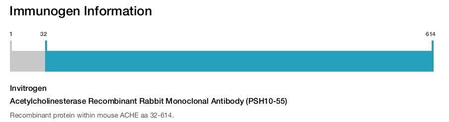 Acetylcholinesterase Recombinant Rabbit Monoclonal Antibody (PSH10-55)