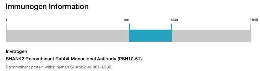 SHANK2 Recombinant Rabbit Monoclonal Antibody (PSH10-61)