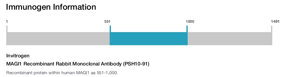 MAGI1 Recombinant Rabbit Monoclonal Antibody (PSH10-91)