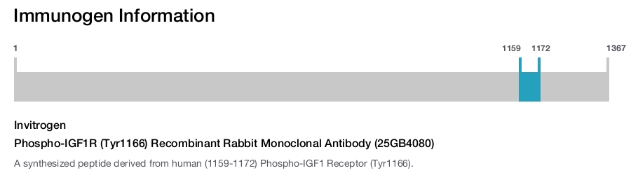 Phospho-IGF1R (Tyr1166) Recombinant Rabbit Monoclonal Antibody (25GB4080)