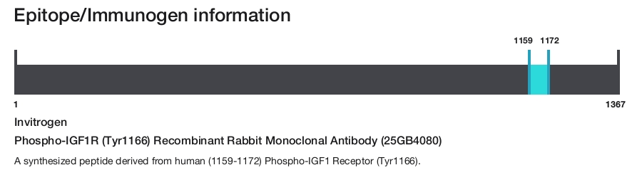 Phospho-IGF1R (Tyr1166) Recombinant Rabbit Monoclonal Antibody (25GB4080)