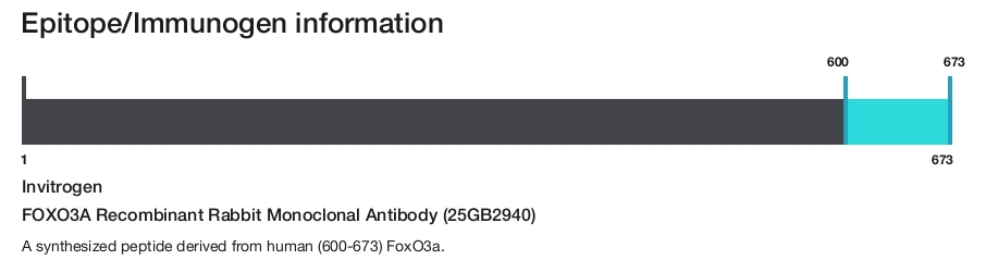 FOXO3A Recombinant Rabbit Monoclonal Antibody (25GB2940)