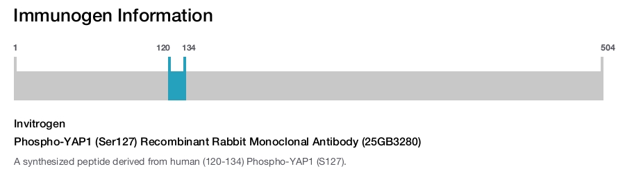 Phospho-YAP1 (Ser127) Recombinant Rabbit Monoclonal Antibody (25GB3280)