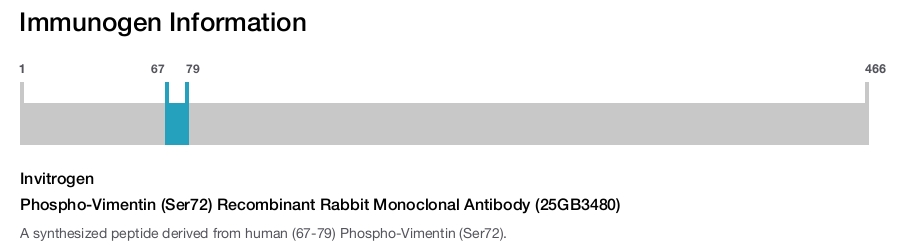 Phospho-Vimentin (Ser72) Recombinant Rabbit Monoclonal Antibody (25GB3480)