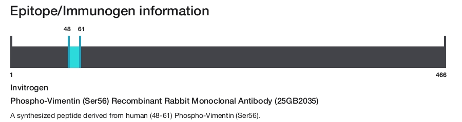 Phospho-Vimentin (Ser56) Recombinant Rabbit Monoclonal Antibody (25GB2035)