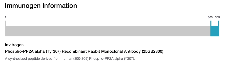Phospho-PP2A alpha (Tyr307) Recombinant Rabbit Monoclonal Antibody (25GB2300)