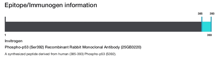 Phospho-p53 (Ser392) Recombinant Rabbit Monoclonal Antibody (25GB3220)