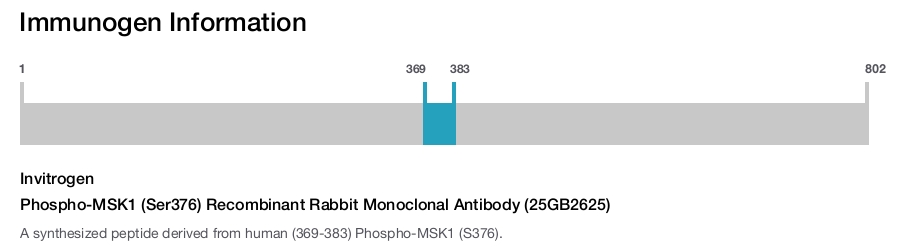 Phospho-MSK1 (Ser376) Recombinant Rabbit Monoclonal Antibody (25GB2625)